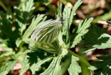 Green-veined White's (mating).