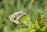Green-veined White's (mating).