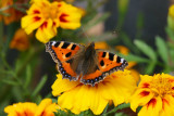 Small Tortoiseshell.