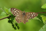 Speckled Wood butterfly.