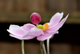 Japanese anemone.
