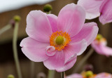 Japanese anemone.