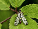 Scorpion Fly (male).