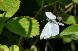 A rare Wood White butterfly in flight.