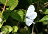 A rare Wood White butterfly in flight.