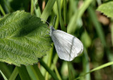 A rare Wood White butterfly.
