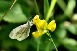 A rare Wood White butterfly.