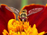 Hoverfly.