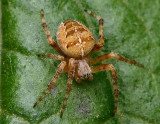 Tiny Spider... (Araneus diadematus).