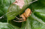 Tiny Spider... (Araneus diadematus).