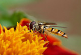 Marmalade Hoverfly - Episyrphus balteatus.