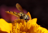 Marmalade Hoverfly - Episyrphus balteatus.