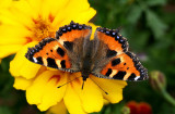 Small Tortoiseshell.