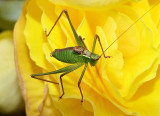 Speckled Bush-cricket.