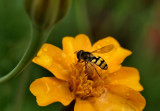 Marmalade Hoverfly - Episyrphus balteatus.
