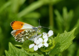 Orange Tip (Male).