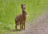 Brown Hare.