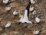 Gannet In Flight 33