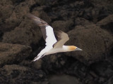 Gannet In Flight 36