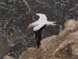 Gannet In Flight 37