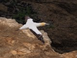 Gannet In Flight 38