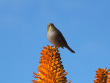 Wax Eye 1