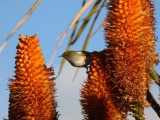 Wax Eye 5