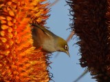 Wax Eye 8