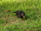 Blackbird 1