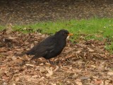 Blackbird 2