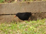 Blackbird 4
