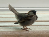 Sparrow 4