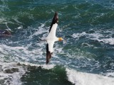 Gannet In Flight 5