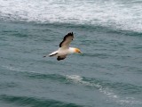 Gannet In Flight 15