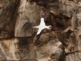 Gannet In Flight 25