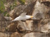 Gannet In Flight 29