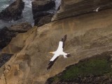 Gannet In Flight 33