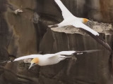 Gannets In Flight 36