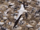 Gannet In Flight 45