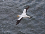 Gannet In Flight 47