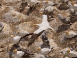 Gannet In Flight 55