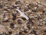 Gannet In Flight 60
