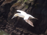 Gannet In Flight 64