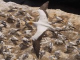 Gannet In Flight 68