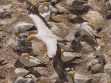 Gannet In Flight 69