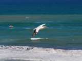 Gannet In Flight 77