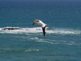 Gannet In Flight 81