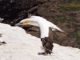 Gannet In Flight 82