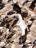 Muriwai Beach Gannets 2019-20