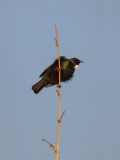 Tui Parson Bird 1